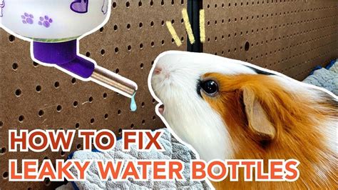 small animal water bottle leaking|How to Fix Leaking Pet Water Bottle